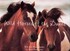 Book: Wild Horses of the Dunes Rich Pomerants, Hardcover