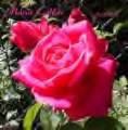 rose_memories1957