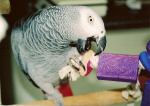 birdwriter