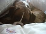 zillymoo