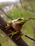 islandhopperfrog