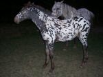 appaloosasspottedpony