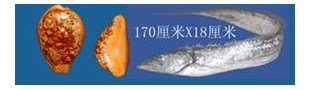 china sea shell