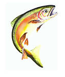 salmon10