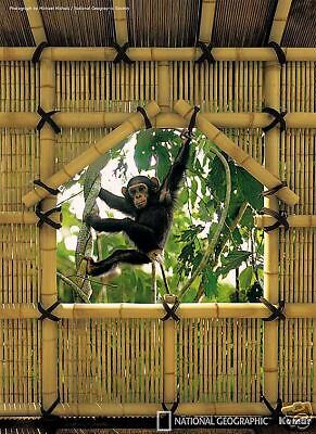 NATIONAL GEOGRAPHIC MURAL TREE HOUSE; MONKEY  