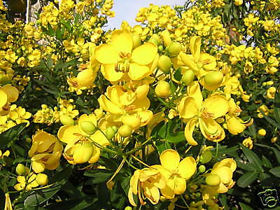 CASSIA CORYMBOSA Flowery Senna 30 semi seed semillas  