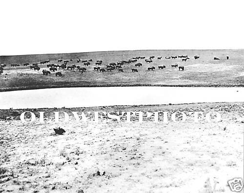 RAVALLI MONTANA LAST OF THE BUFFALO HERD ROUNDUP PHOTO  