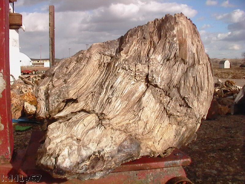 LANDSCAPING ROCK   WONDERFUL GREY STUMP   683 LBS.  