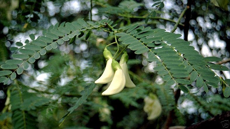 HUMMINGBIRD TREE (Sesbania grandiflora) 20 seeds  