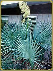 50 BLUE Bush Palmetto Sabal Dwarf COLD HARDY Palm Tree  