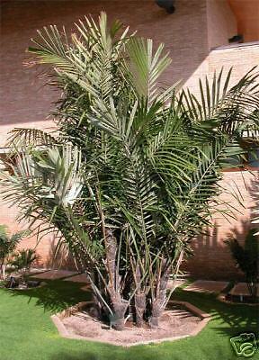 Dwarf SUGAR Palm ARENGA COLD Hardy Tree 20F Frost  