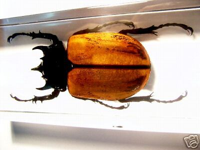 Horned Rhinoceros Beetle Insect Specimen(Paperweight)  