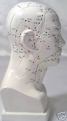 human head acupuncture model scupture New  
